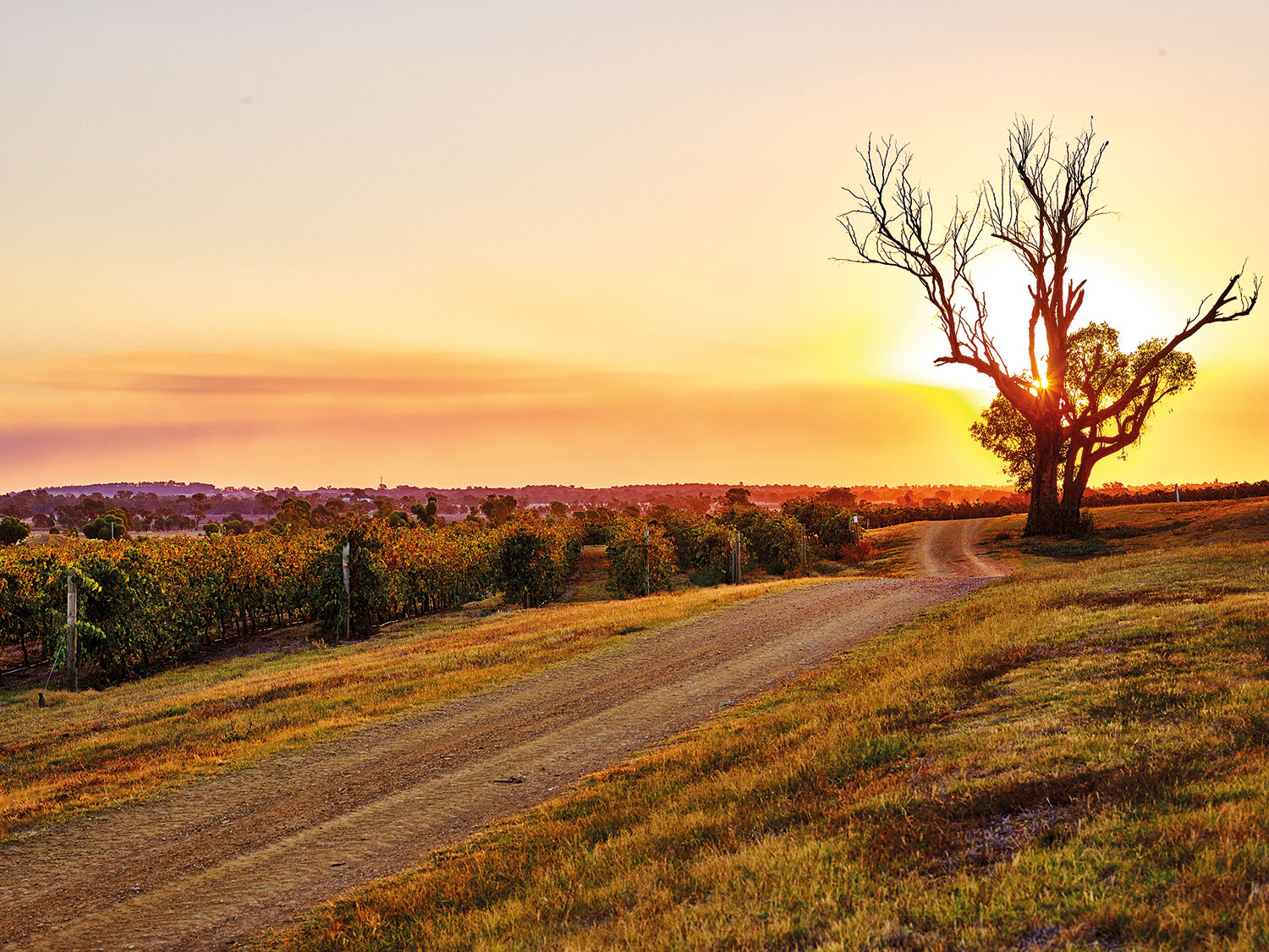 Rutherglen Estates Vineyard