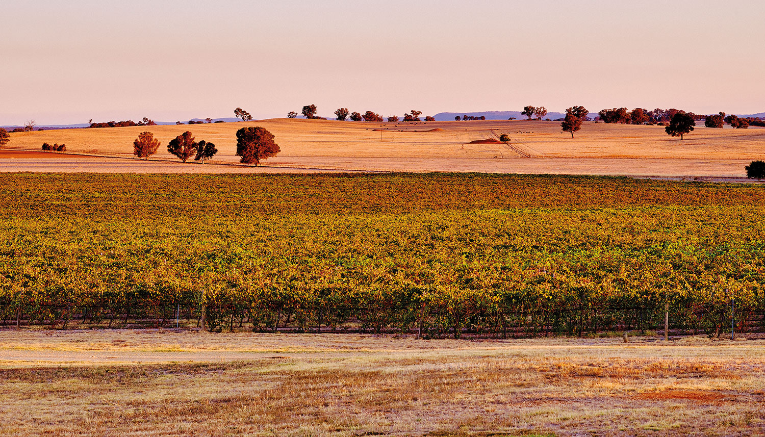 Rutherglen Estates Vineyard