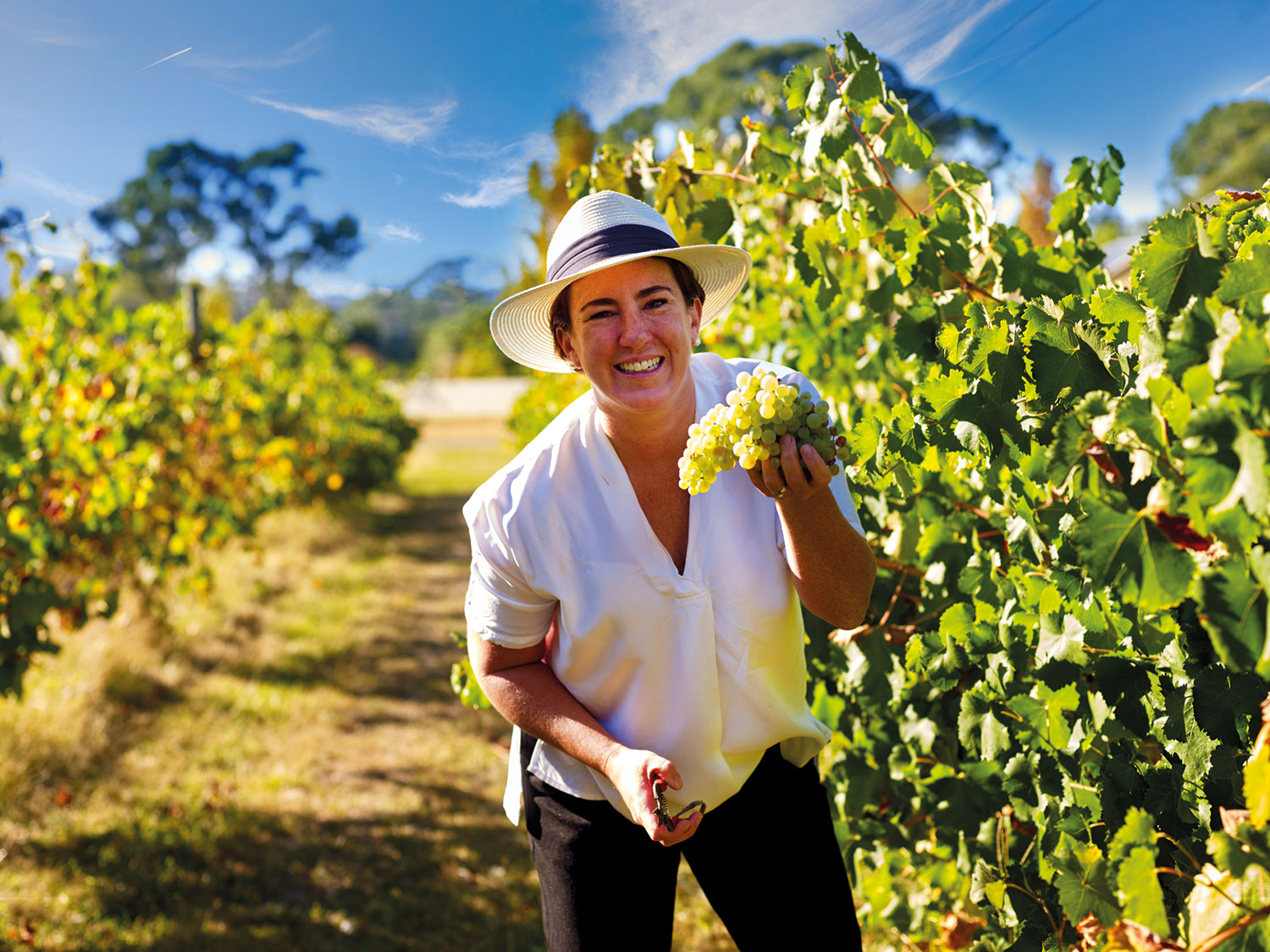 Pick Your Own Prosecco