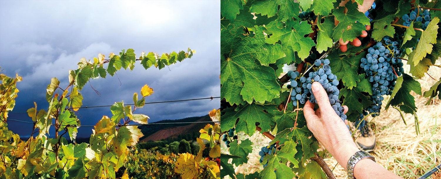 Souter's Alpine Valleys Rosewhite Vineyard, harvest season