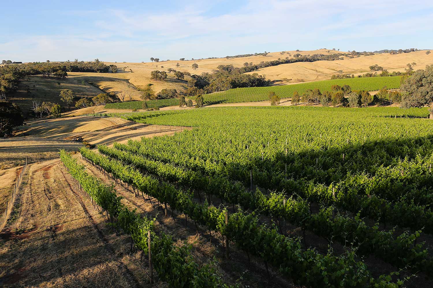 Indigo Vineyard, Everton Upper, Victoria Indigo Vineyard, Everton Upper, Victoria