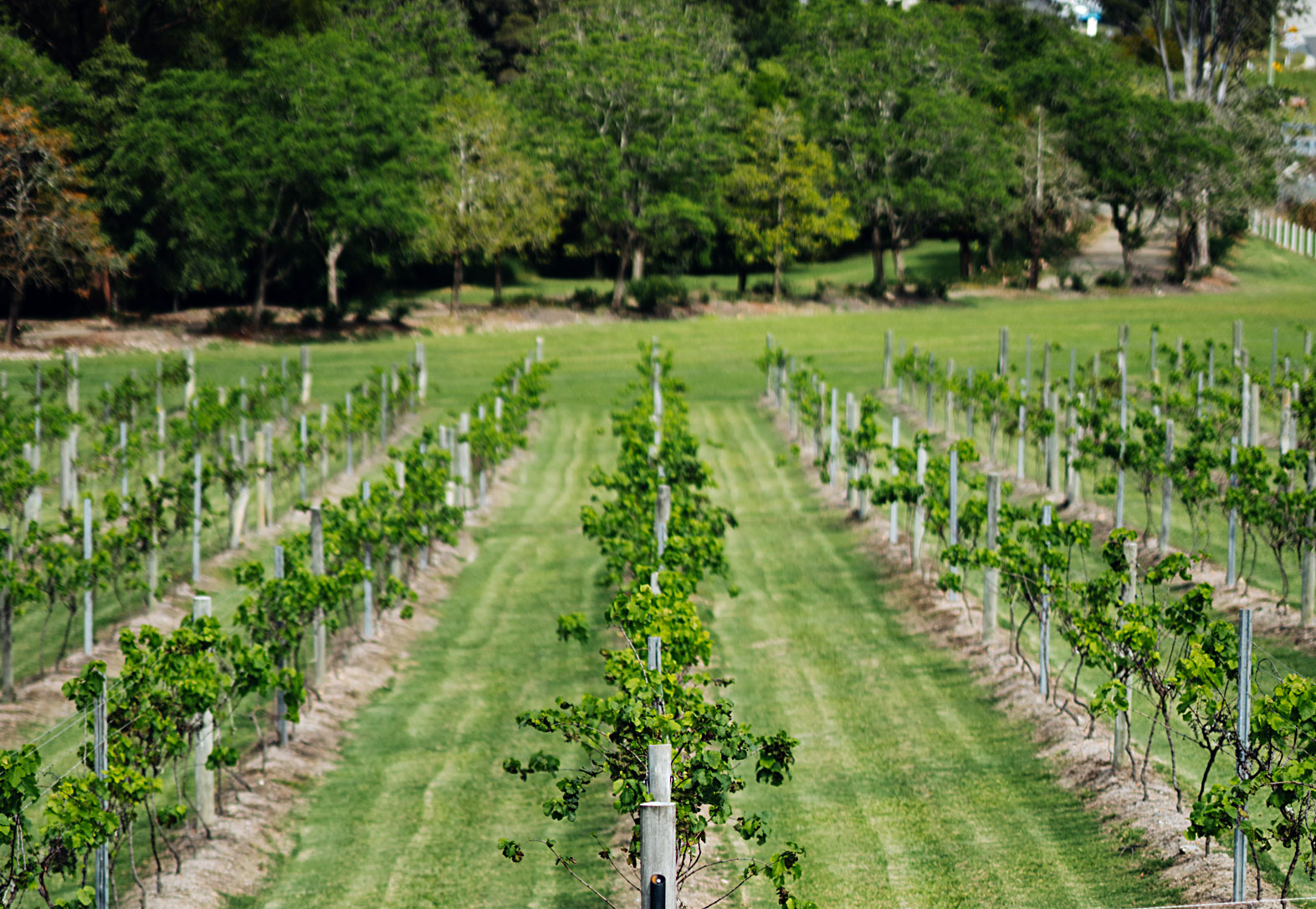 Vineyard views from Seasons Cafe Restaurant at Cassegrain Wines