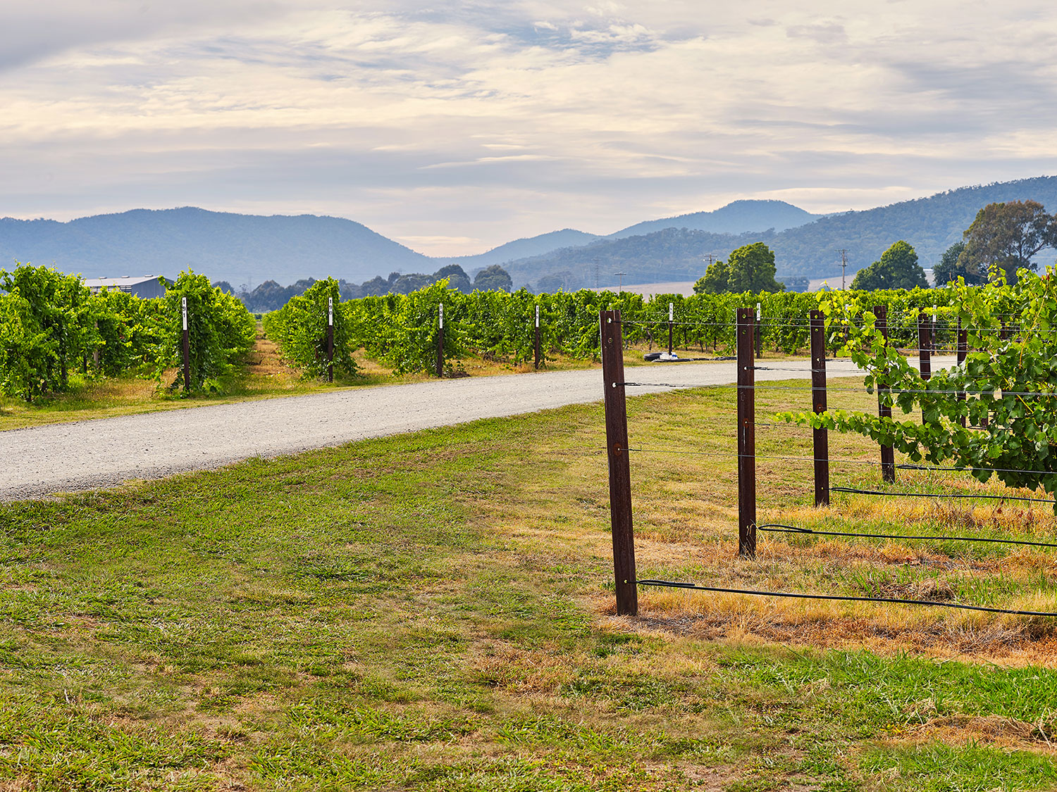 Chrismont's King Valley vineyard