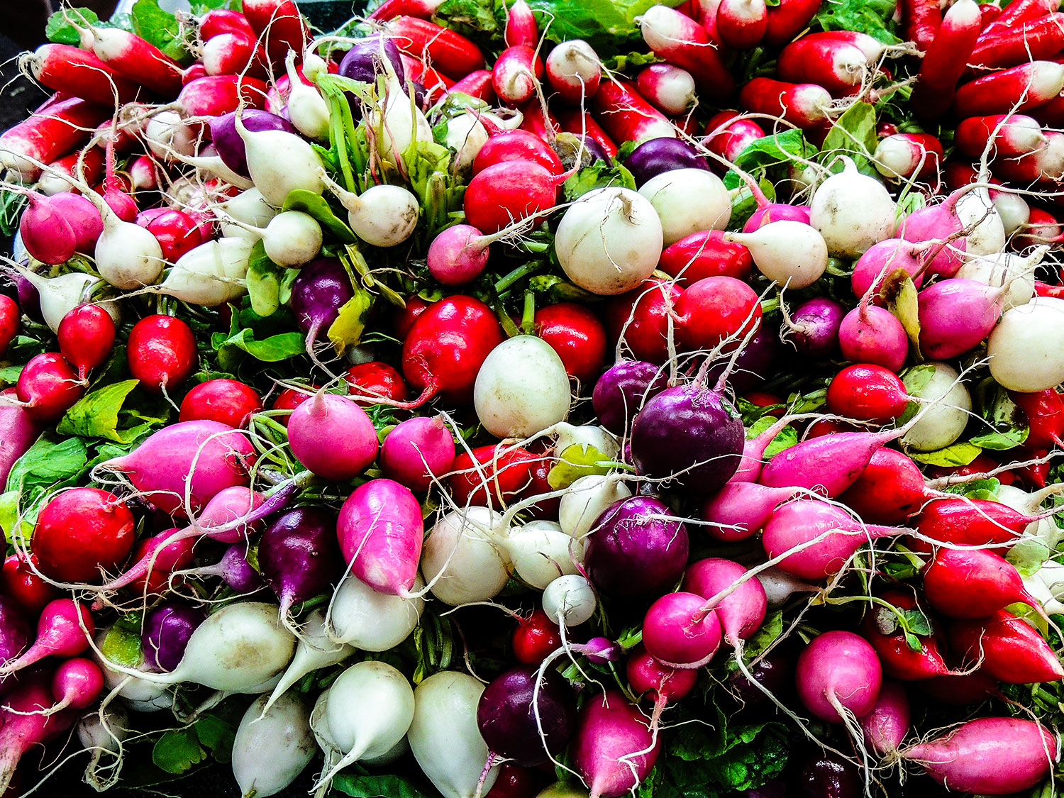 White, red and purple radishes, photo by Philippe Collard
