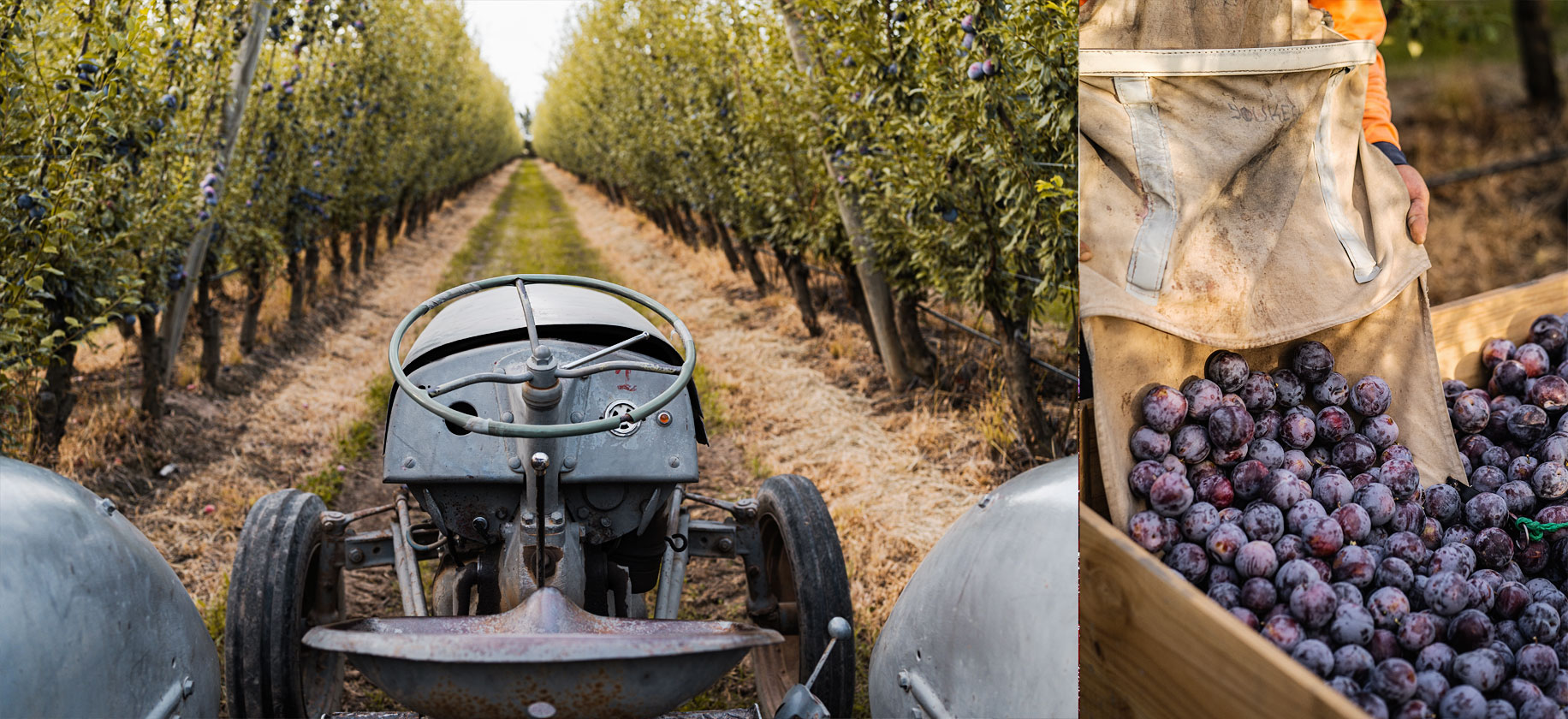 Rullo Farms harvest of Queen Garnet Plums in Shepparton, Victoria