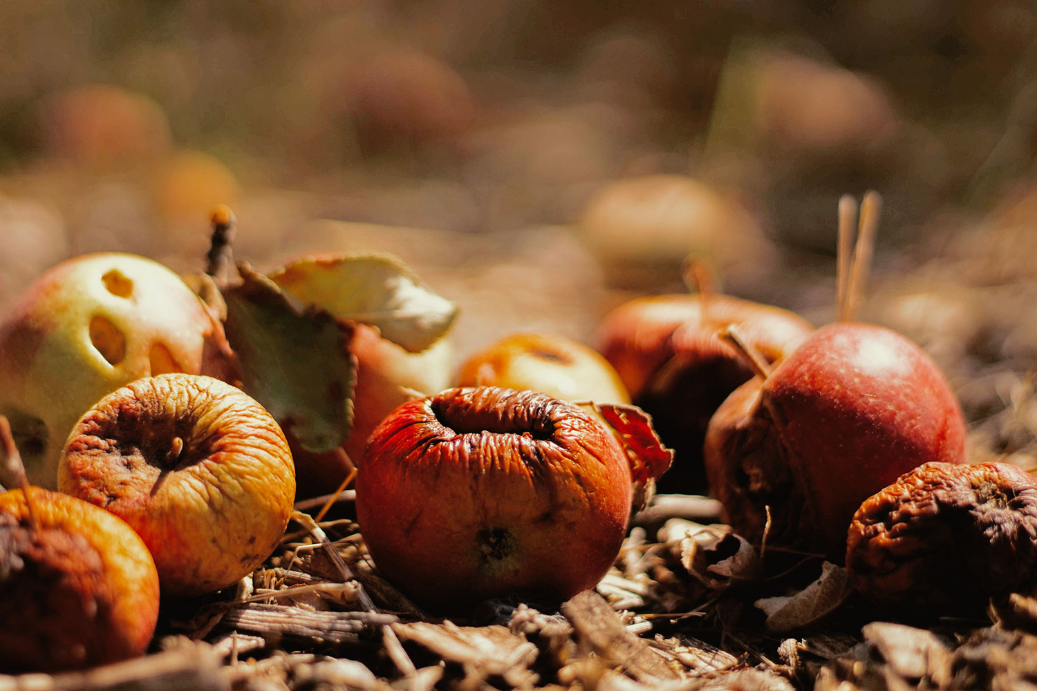 Recycling and Composting Food