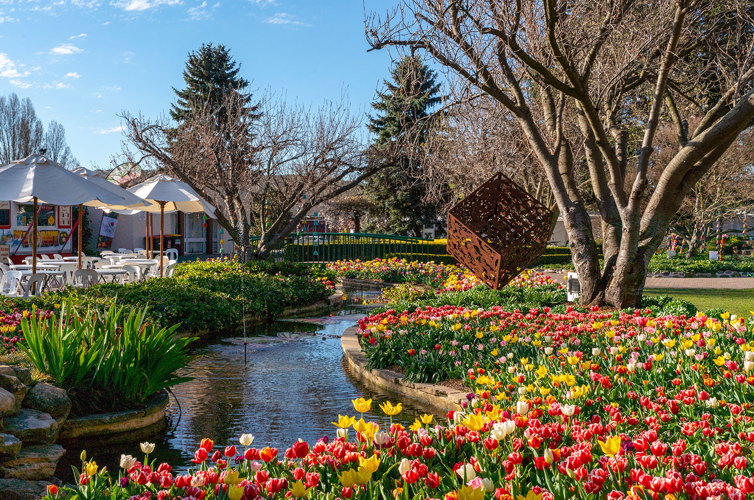  Tulips in full bloom and colour at the annual Tulip Time Festival in Corbett Gardens, Bowral - photo Destination NSW